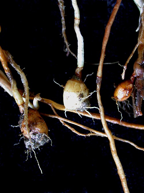 Yellow nutsedge: Nom français : souchet comestible. Nom anglais : perennial yellow flatsedge. Tubercules de souchet comestible.