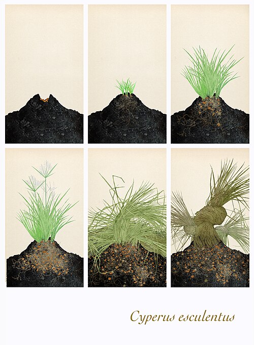 Yellow nutsedge: Chufa sedge — cyperus esculentus — cultivation. Image Valencian Museum of Ethnology (Andrés Marín Jarque) This infographic representing a cut of the tuber growt