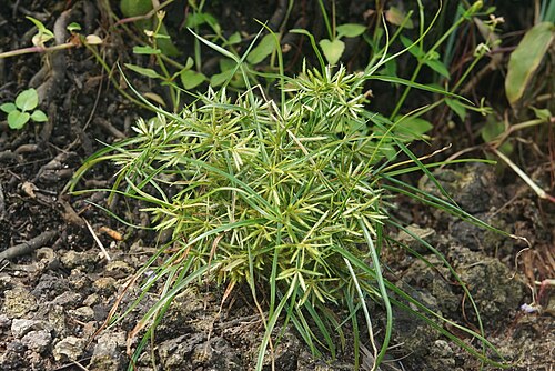 Yellow nutsedge: Thuvakkode