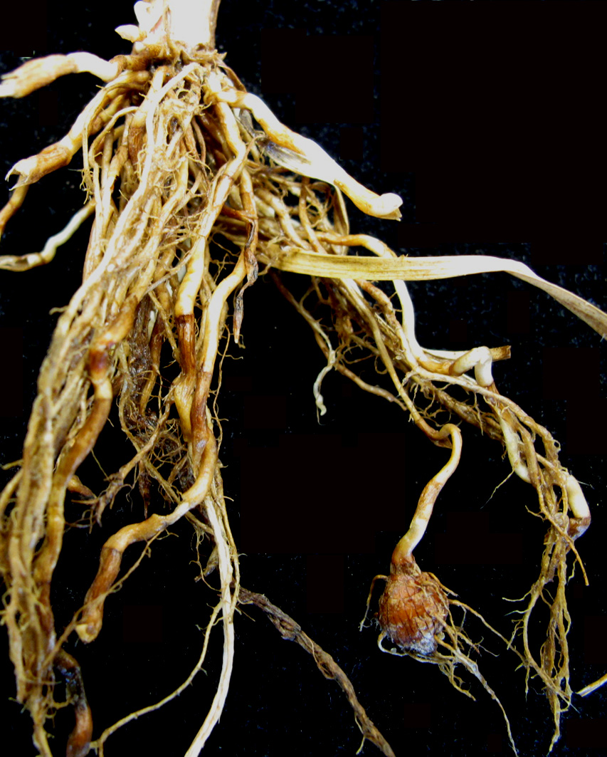 Yellow nutsedge: Nom français : souchet comestible. Nom anglais : perennial yellow flatsedge. Rhizomes et tubercules de souchet comestible.