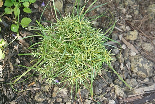 Yellow nutsedge: Thuvakkode