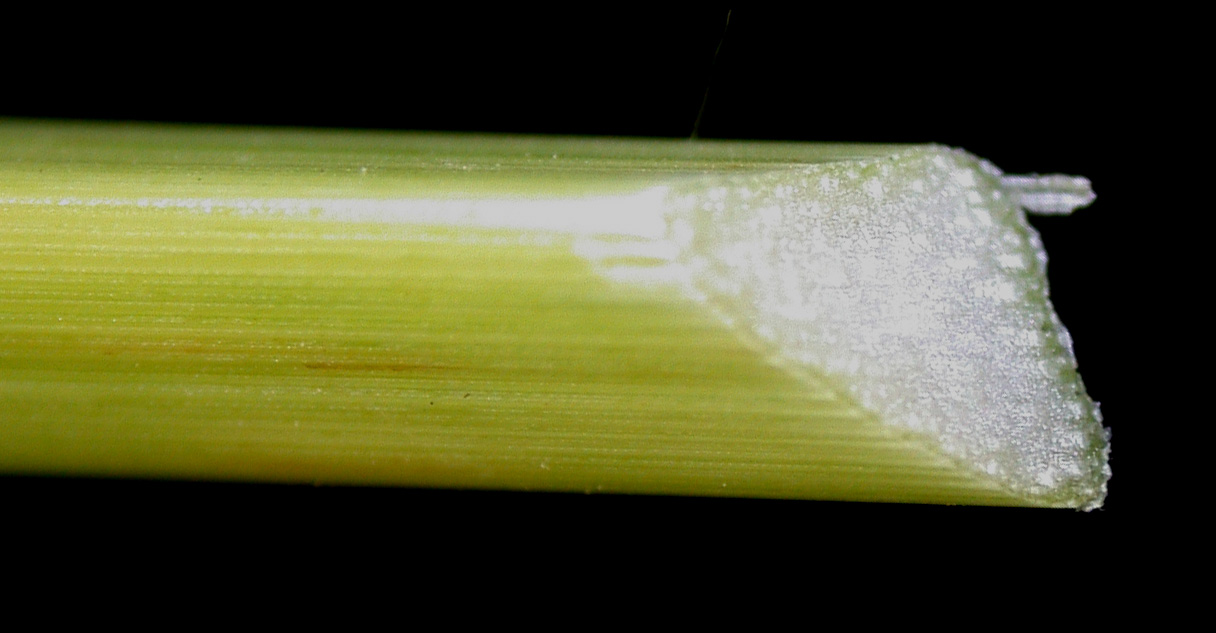 Yellow nutsedge: Nom français : souchet comestible. Nom anglais : perennial yellow flatsedge. Tige de souchet comestible, en coupe transversale.