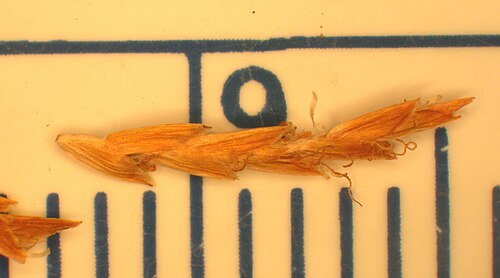 Yellow nutsedge: Nom français : souchet comestible. Nom anglais : perennial yellow flatsedge. Épillet mature (semences) de souchet comestible, sur règle en mm
