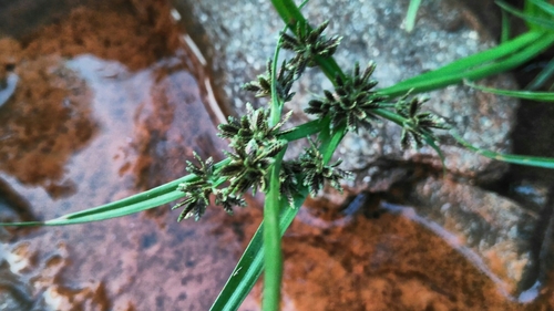 Brown galingale (Cyperus fuscus)