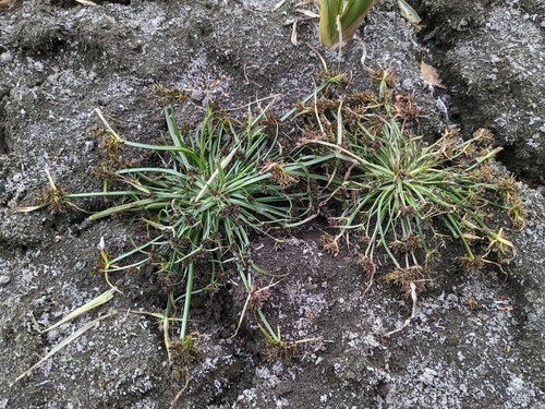 Brown galingale (Cyperus fuscus)