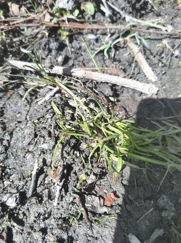 Brown galingale (Cyperus fuscus)