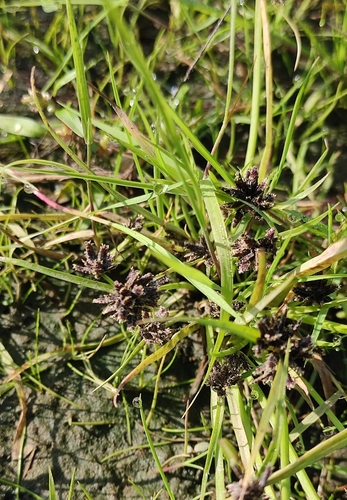 Brown galingale (Cyperus fuscus)