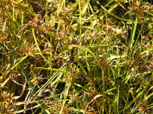 Brown galingale (Cyperus fuscus)