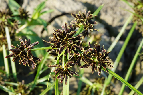 Brown galingale (Cyperus fuscus)
