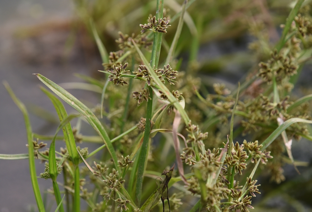 Brown galingale (Cyperus fuscus)