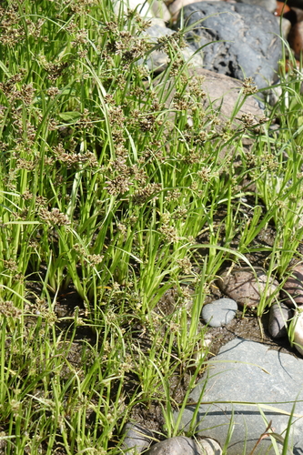 Brown galingale (Cyperus fuscus)