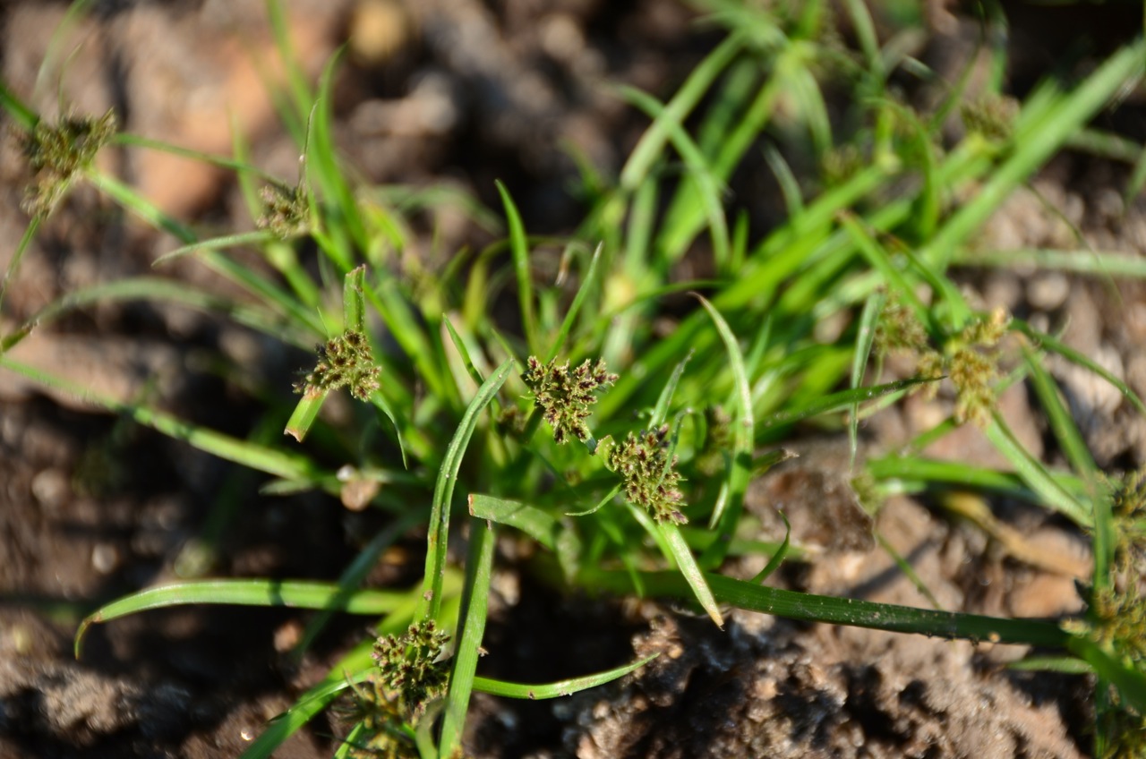 Brown galingale: Cyperus fuscus