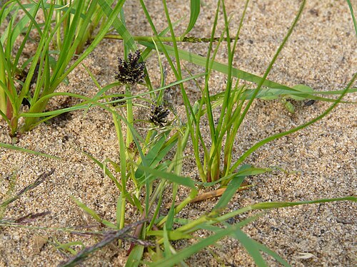 Brown galingale: Cyperus fuscus am Elbufer