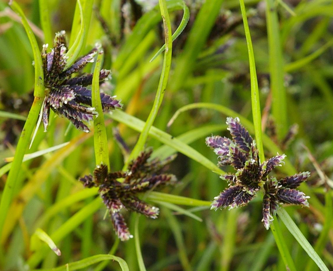Brown galingale: Cyperus fuscus