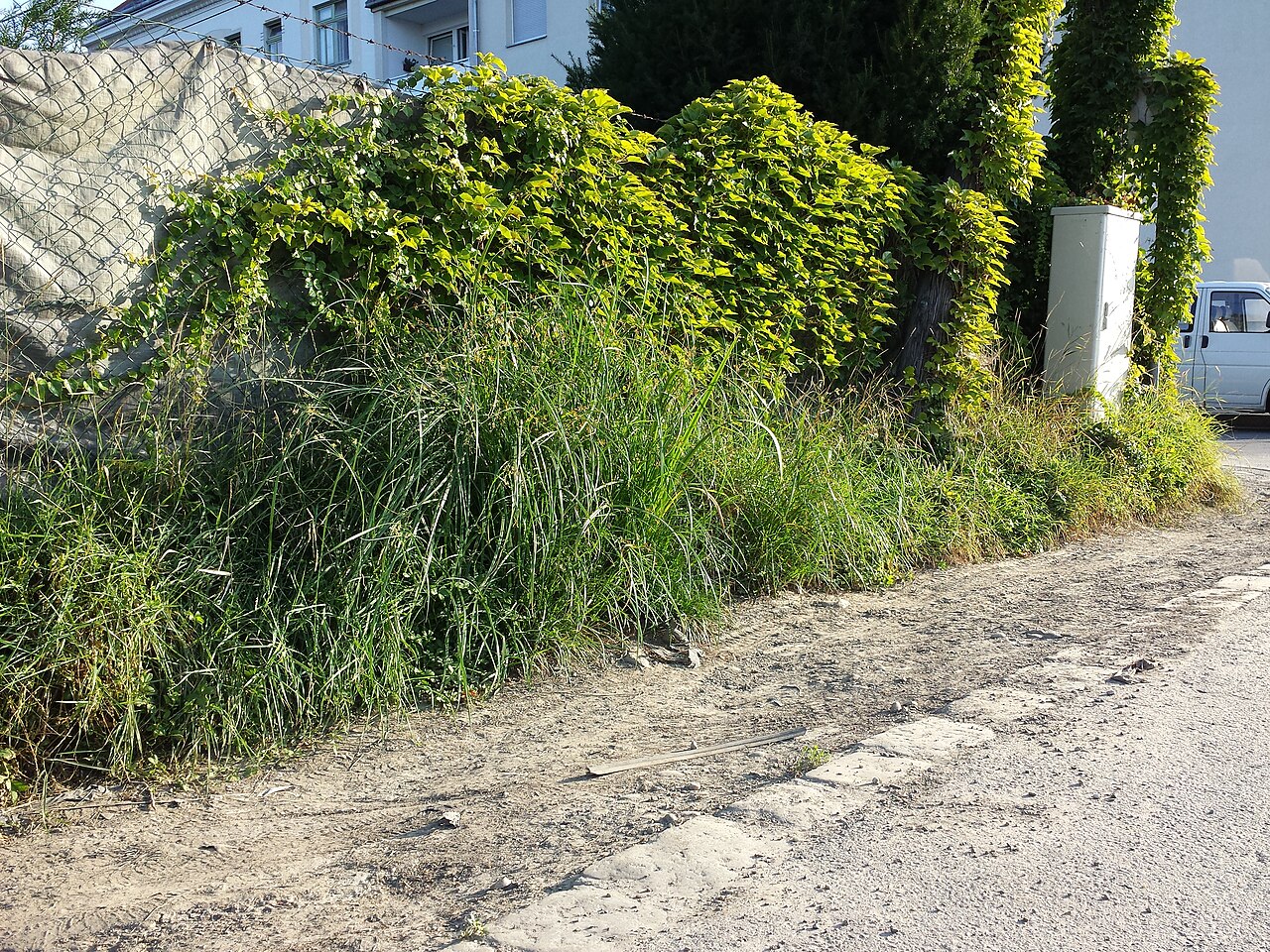 Galingale: Habitat Taxonym: Cyperus longus subsp. longus ss Fischer et al. EfÖLS 2008 ISBN 978-3-85474-187-9 Location: Josef-Ruston-Gasse in Jedlesee, Vienna-Floridsdorf -