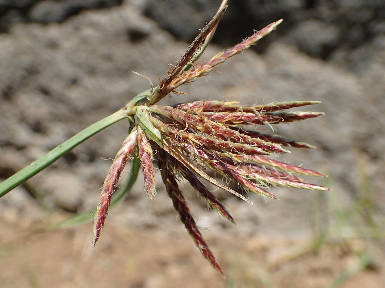 Galingale: Cyperus longus in Puerto Cruz, Tenerife
