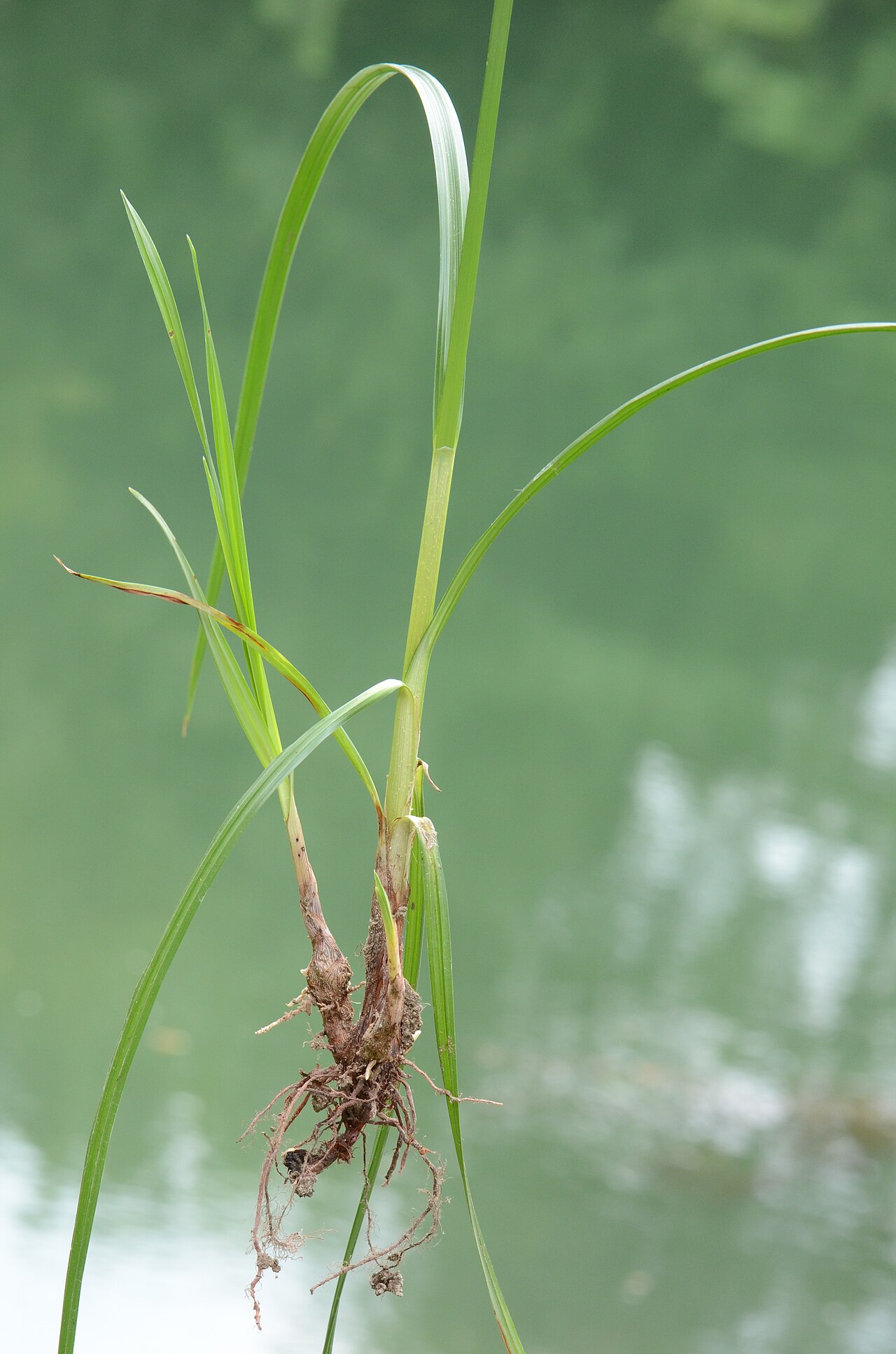 Galingale: Cyperus longus, bord de la Charente, Cognac