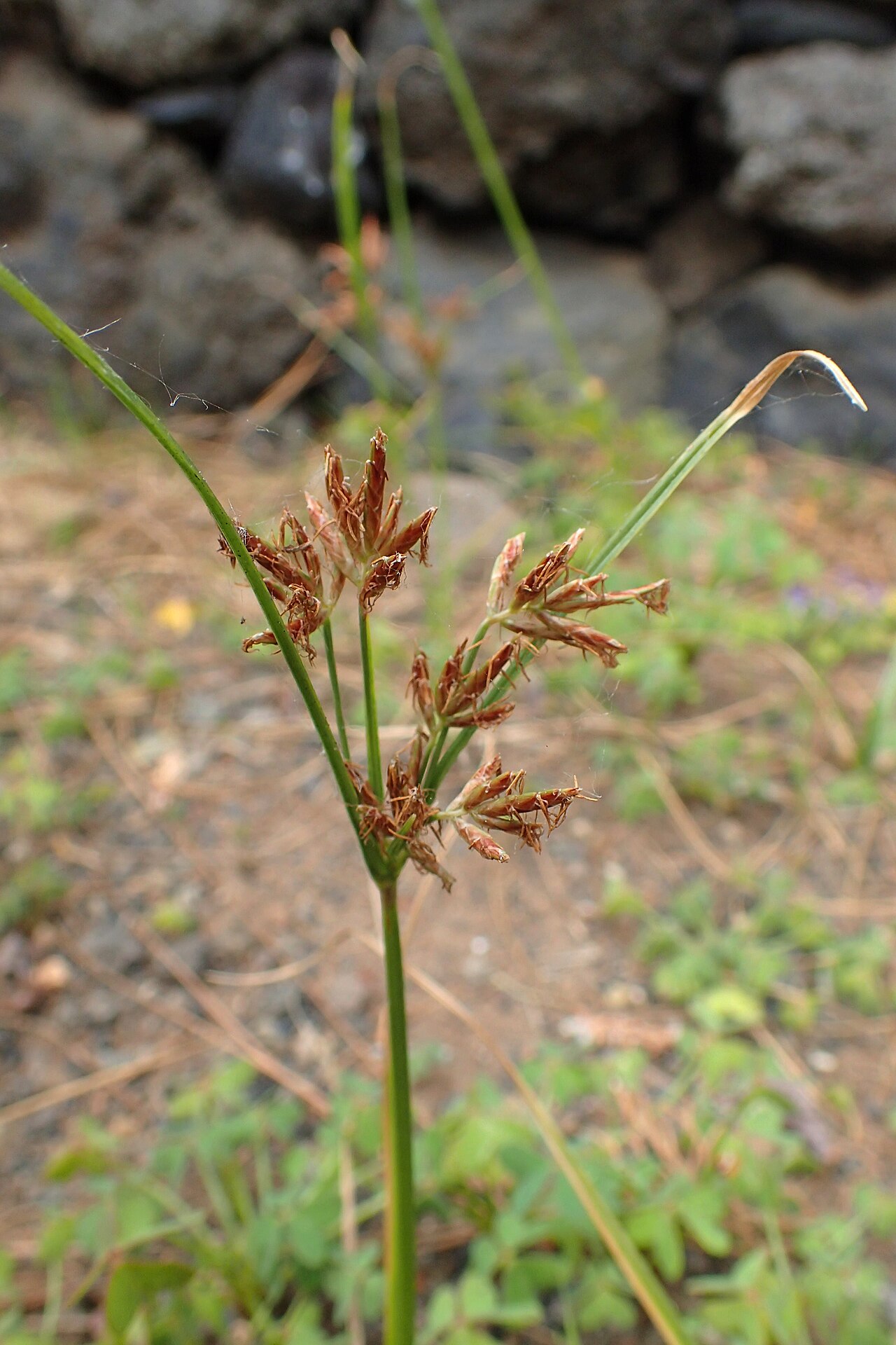 Galingale: Cyperus longus in Tanque, Tenerife