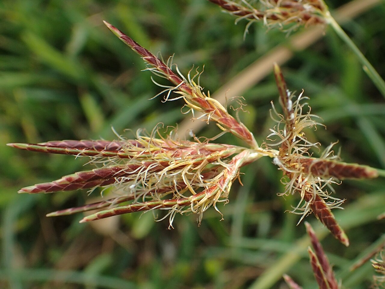 Galingale: Cyperus longus in Puerto Cruz, Tenerife