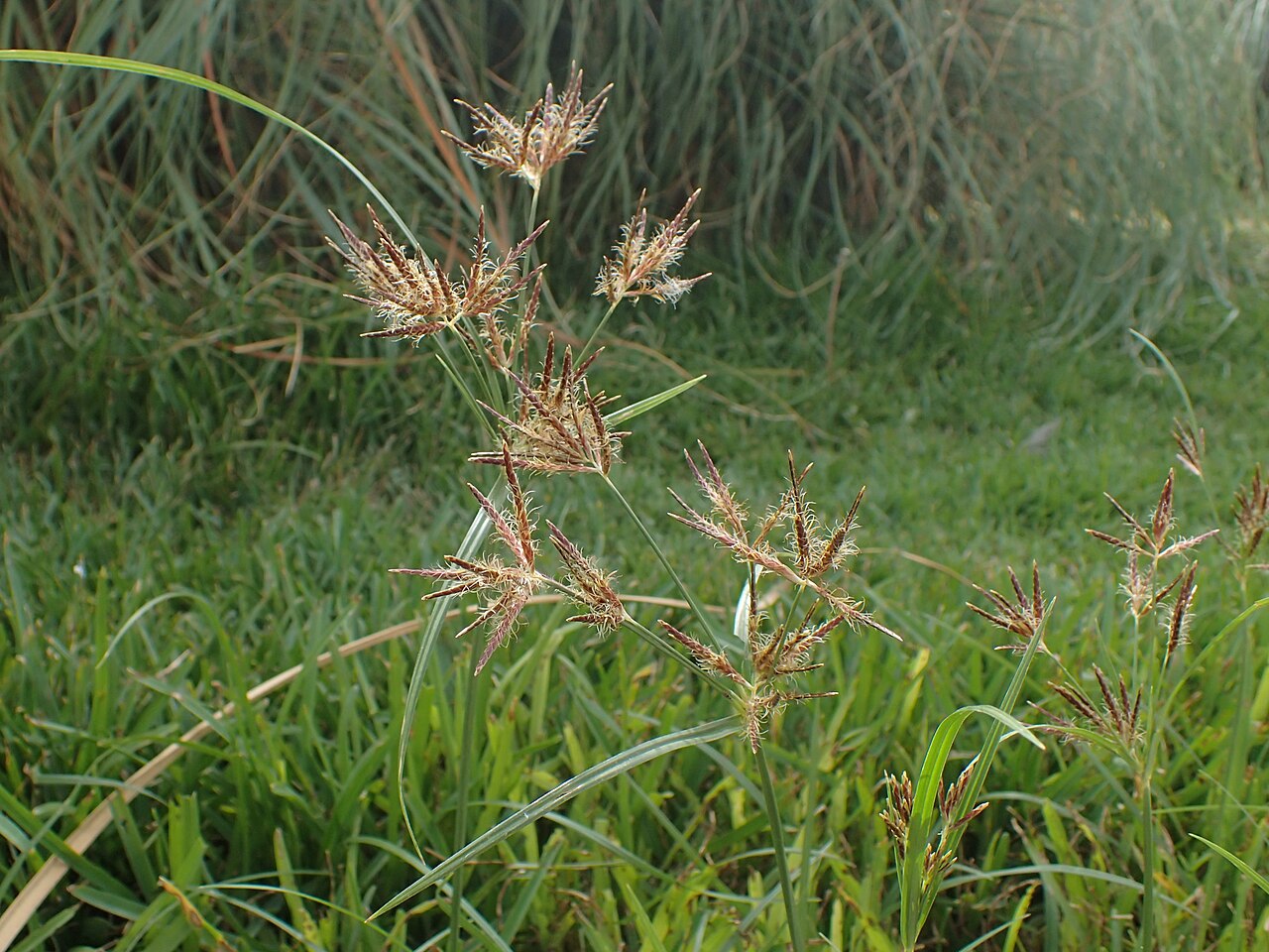 Galingale: Cyperus longus in Puerto Cruz, Tenerife