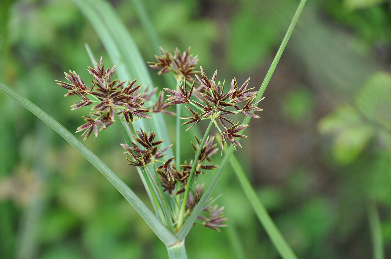 Galingale: Juncia loca ( Cyperus longus ) en Ceuta, España.