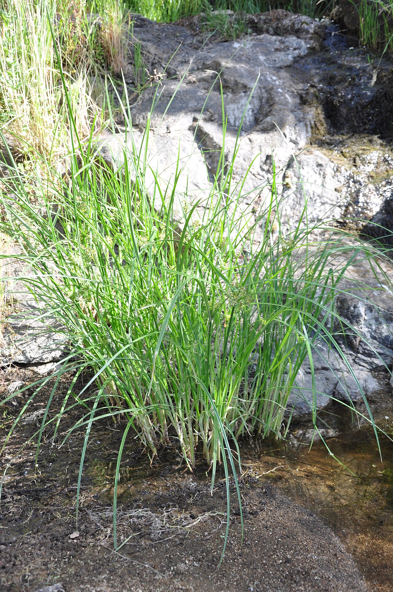 Galingale: Habitus de Cyperus longus en Guareña-La Torre (Ávila) .España.