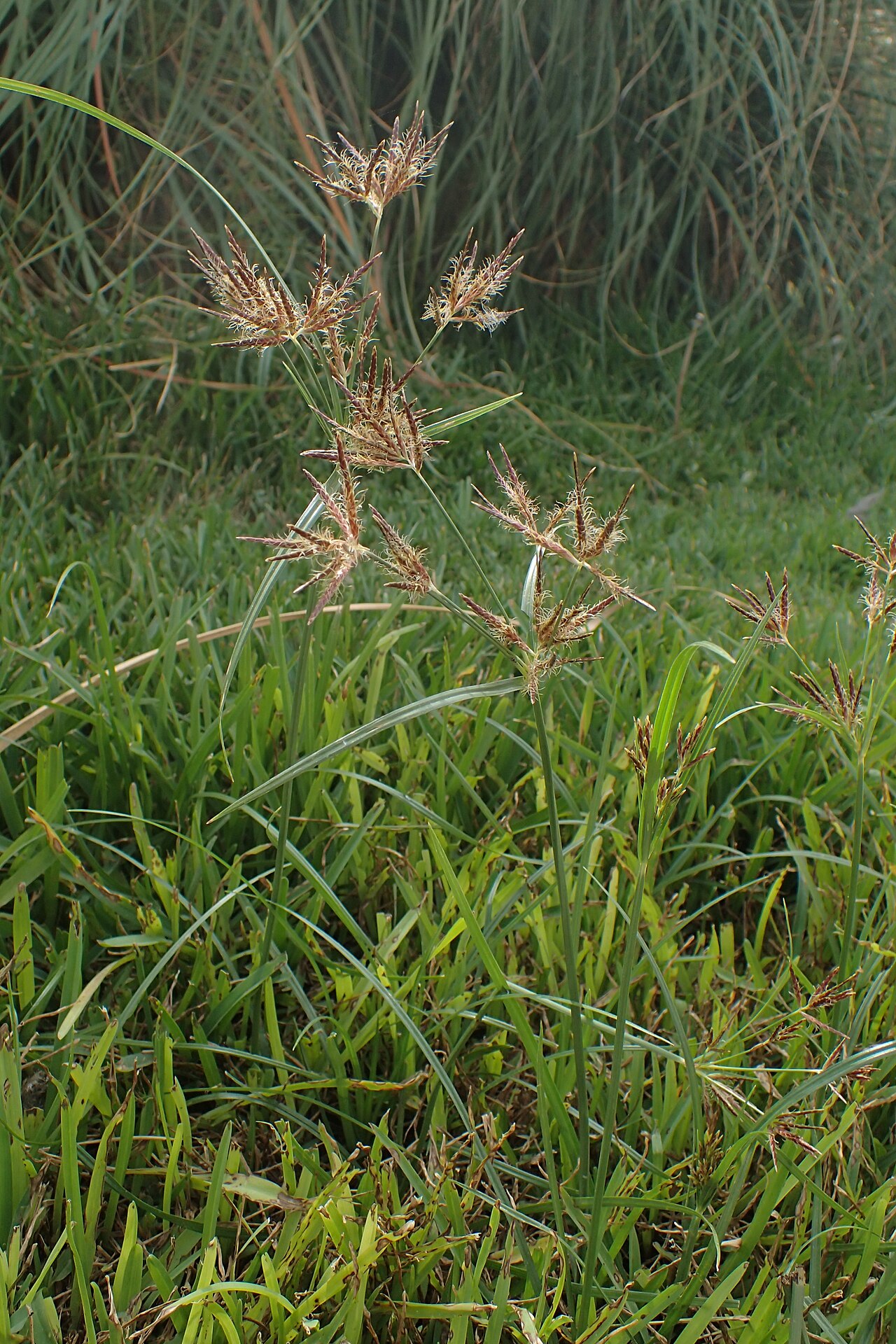 Galingale: Cyperus longus in Puerto Cruz, Tenerife