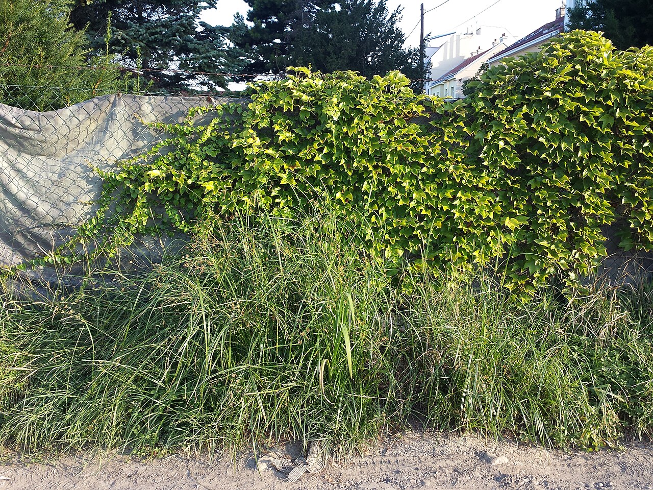 Galingale: Habitus Taxonym: Cyperus longus subsp. longus ss Fischer et al. EfÖLS 2008 ISBN 978-3-85474-187-9 Location: Josef-Ruston-Gasse in Jedlesee, Vienna-Floridsdorf -