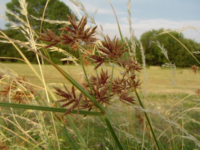 Galingale: Juncia loca ( Cyperus longus ) en una pradera en el Valle de Amblés, Ávila España