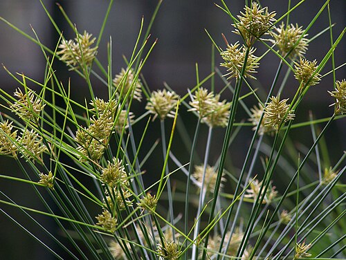 Papyrus sedge: Species: Cyperus papyrus