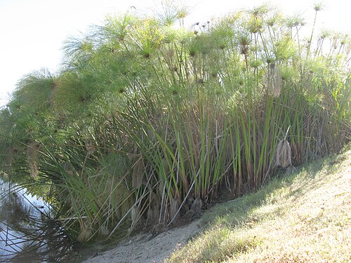 Papyrus sedge: Cyperus species (possibly papyrus) growing on a dam wall from which the water has receded, exposing the bases of the scapes. between the bases, where they emerg