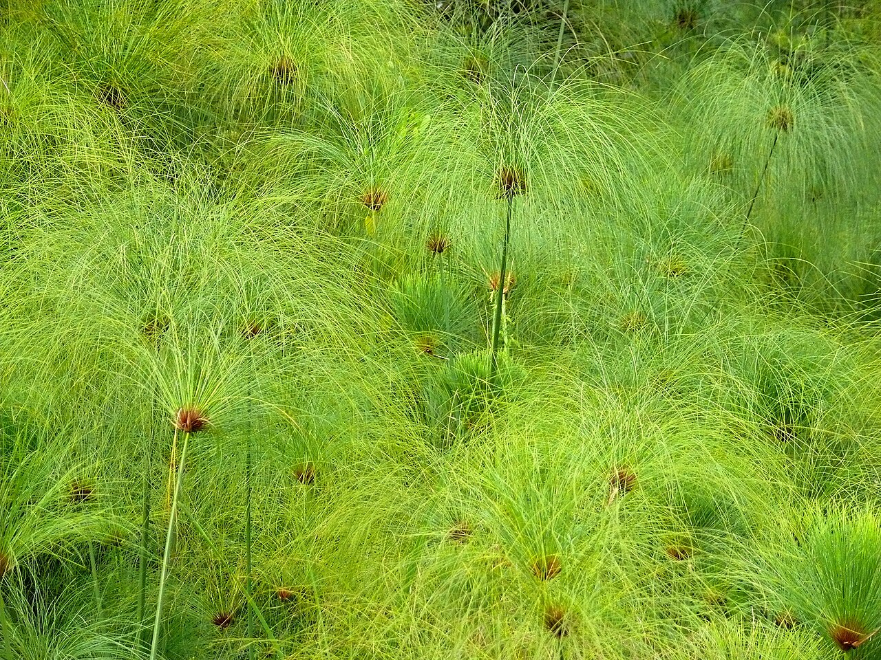 Papyrus sedge: Bigodi Wetland Sanctuary, UGANDA