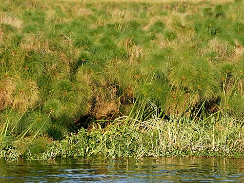 Papyrus sedge: Papyrus along the Kafue river , Zambia .