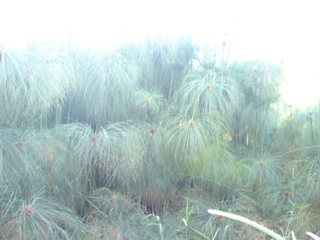 Papyrus sedge (Cyperus papyrus)