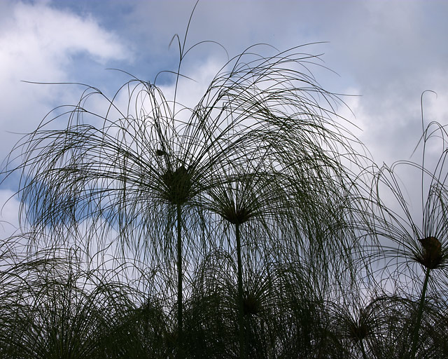 Papyrus sedge (Cyperus papyrus)