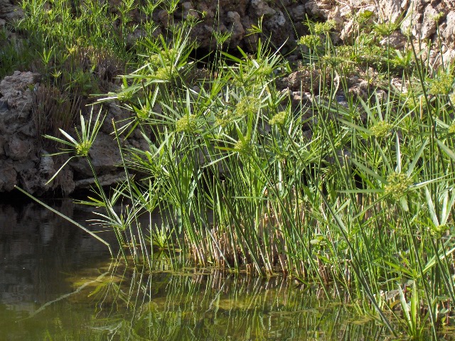 Papyrus sedge (Cyperus papyrus)