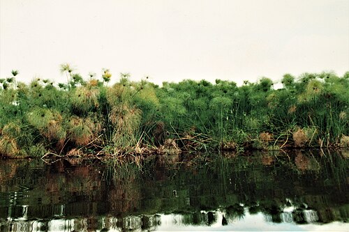 Papyrus sedge: Photo prise lors d'une balade en pirogue sur le lac.
