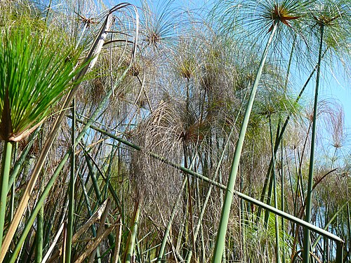 Papyrus sedge: papyrus sedge
