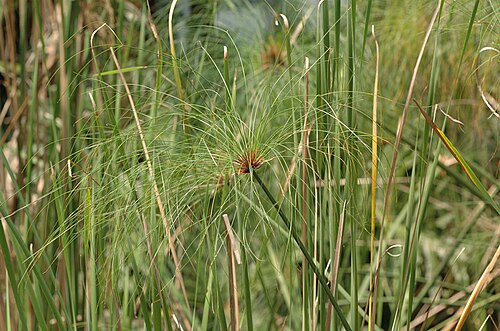 Papyrus sedge: Probably Papyrus sedge, Cyperus papyrus. Lake Gardens, Kuala Lumpur, Malaysia