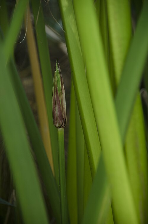 Papyrus sedge: Cyperus papyrus , Fiume Ciane, near Siracusa, Sicily