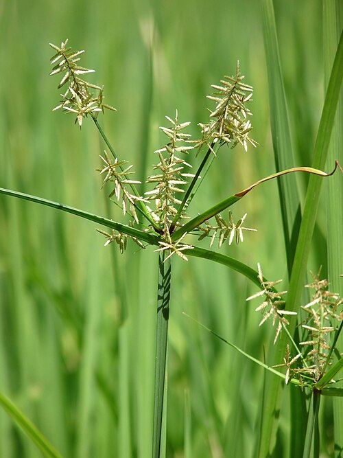 Nutgrass: Cyperus rotundus , Coco-grass, Java grass, Nut grass, Purple nut sedge, Red nut sedge, Khmer kravanh chruk, is a species of sedge ( Cyperaceae ) native to Afric