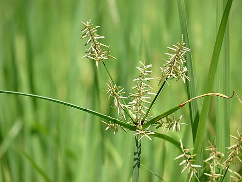 Nutgrass: Cyperus rotundus , Coco-grass, Java grass, Nut grass, Purple nut sedge, Red nut sedge, Khmer kravanh chruk, is a species of sedge ( Cyperaceae ) native to Afric