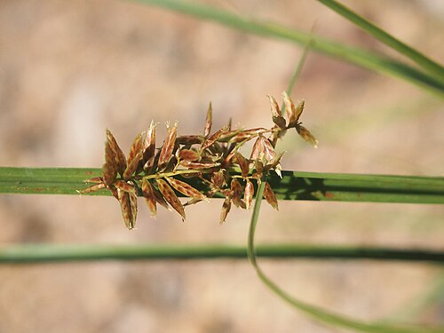 Nutgrass: Cyperus bifax flowers