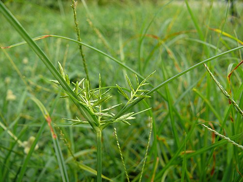 Nutgrass: Cyperus rotundus