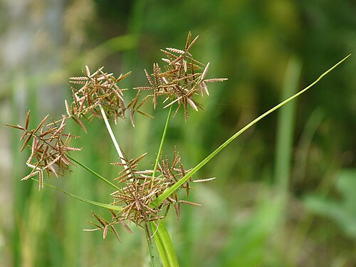 Nutgrass: Cyperus rotundus , Coco-grass, Java grass, Nut grass, Purple nut sedge, Red nut sedge, Khmer kravanh chruk, is a species of sedge ( Cyperaceae ) native to Afric