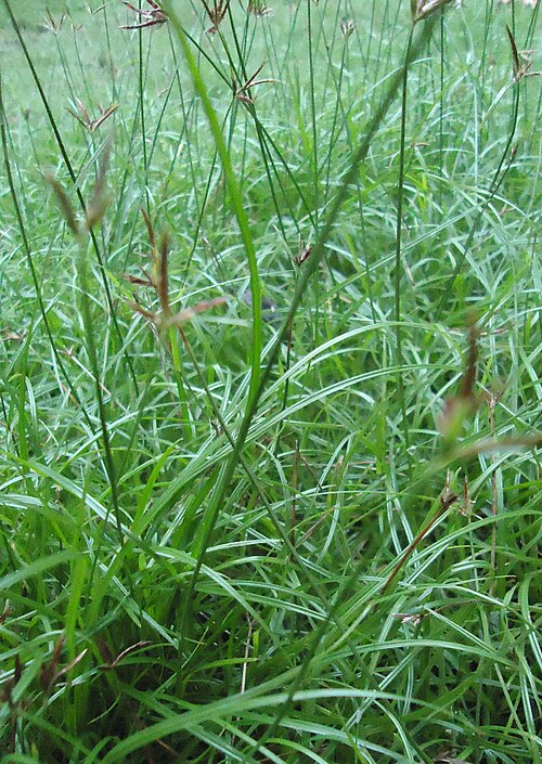 Nutgrass: Cyperus , possibly C. rotundus