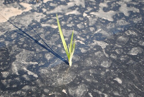 Nutgrass: Cyperus rotundus emerging through plastic mulching