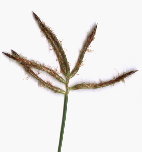 Nutgrass: Cyperus rotundus Close-up of inflorescence. Maricopa Co., Arizona, USA