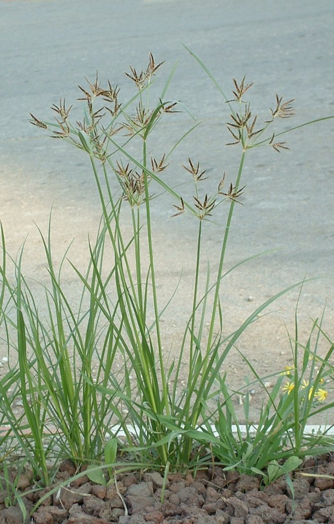 Nutgrass: Nutgrass - Cyperus rotundus . Considered a pest plant. Photographed by myself with Fuji FinePix 2650, on Dec. 9, 2005.