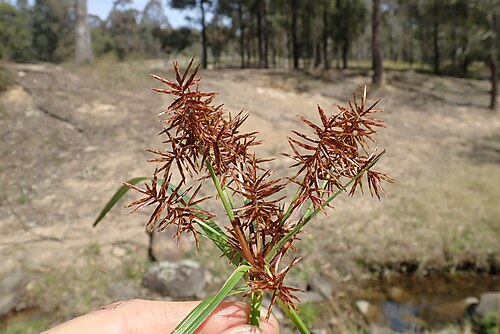 Nutgrass: Introduced perennial sedge with slender rhizomes which form woody tubers 5–10 mm wide. Culms are 3-angled and 15–30 (occasionally to 60) cm tall. Leaves are sho